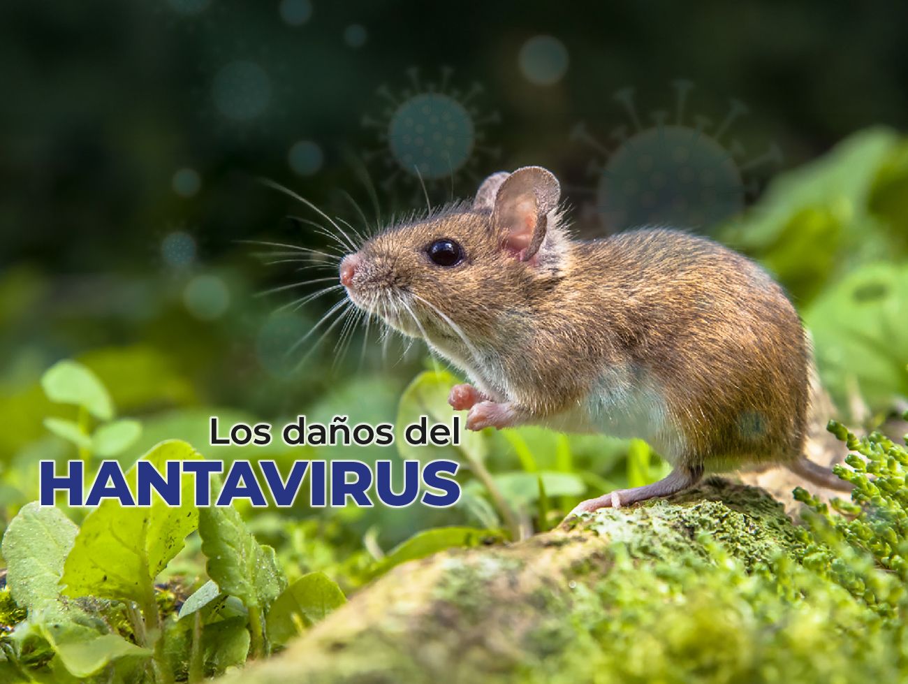 Portada web semanario